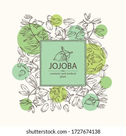 Background with jojoba: nuts, branch and fruit. Cosmetics and medical plant. Vector hand drawn illustration