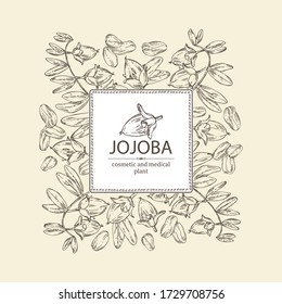 Background With Jojoba: Nuts, Branch And Fruit. Cosmetics And Medical Plant. Vector Hand Drawn Illustration