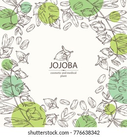 Background with jojoba: nuts, branch and fruit. Cosmetics and medical plant. Vector hand drawn illustration