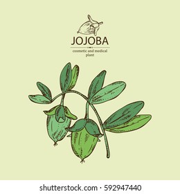 Background with jojoba nuts. Cosmetics and medical plant. hand drawn