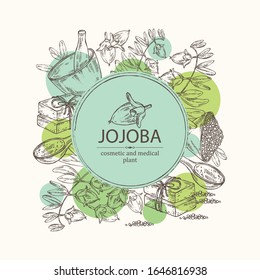 Background with jojoba nuts,branch of jojoba and fruit, essential oil, soap, bath salt and mortar and pestle. Cosmetic, perfumery and medical plant. Vector hand drawn illustration .