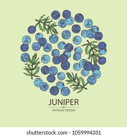 Background with juniper: berries juniper and a branch. Cosmetics and medical plant. Vector hand drawn illustration