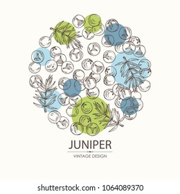 Background with juniper: berries juniper and a branch. Cosmetics and medical plant. Vector hand drawn illustration