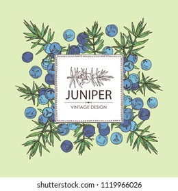Background with juniper: berries juniper and a branch. Cosmetics and medical plant. Vector hand drawn illustration