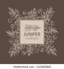 Background with juniper: berries juniper and a branch. Cosmetics and medical plant. Vector hand drawn illustration
