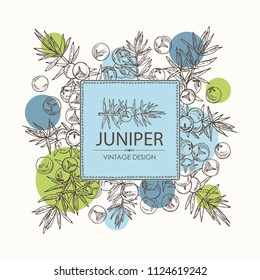 Background with juniper: berries juniper and a branch. Cosmetics and medical plant. Vector hand drawn illustration