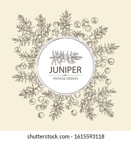 Background with juniper: berries juniper and a branch. Cosmetics and medical plant. Vector hand drawn illustration