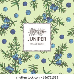 Background with juniper: berries juniper and a branch. Cosmetics and medical plant. hand drawn