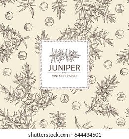 Background with  juniper: berries juniper and a branch. Cosmetics and medical plant. Vector hand drawn illustration