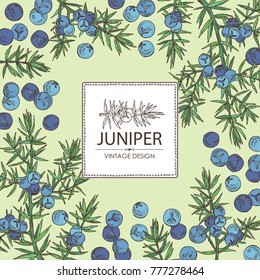 Background with juniper: berries juniper and a branch. Cosmetics and medical plant. Vector hand drawn illustration