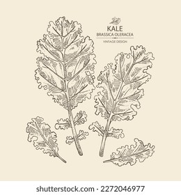 Fondo con kale: planta de kale y hojas de kale. Brassica oleracea. Ilustración dibujada a mano por vectores. 