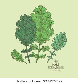 Fondo con kale: planta de kale y hojas de kale. Brassica oleracea. Ilustración dibujada a mano por vectores. 