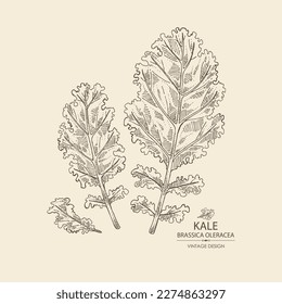 Background with kale: kale plant and kale leaves. Brassica oleracea. Vector hand drawn illustration. 