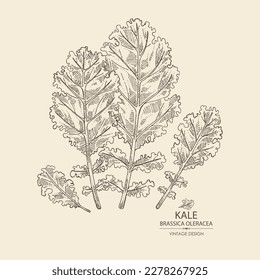 Fondo con kale: planta de kale y hojas de kale. Brassica oleracea. Ilustración dibujada a mano por vectores. 