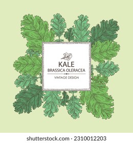 Background with kale: kale plant and kale leaves. Brassica oleracea. Vector hand drawn illustration. 