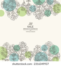 Fondo con kale: planta de kale y hojas de kale. Brassica oleracea. Ilustración dibujada a mano por vectores. 