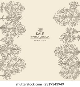 Fondo con kale: planta de kale y hojas de kale. Brassica oleracea. Ilustración dibujada a mano por vectores. 