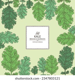 Background with kale: kale plant and kale leaves. Brassica oleracea. Vector hand drawn illustration. 