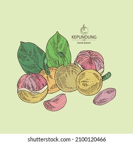 Background with kepundung: kepundung fruit, leaves and kepundung slice. Asian gooseberry. Hand drawn vector illustration