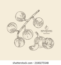 Background with kepundung: kepundung fruit, leaves and kepundung slice. Asian gooseberry. Hand drawn vector illustration