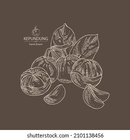 Antecedentes con kepundung: fruta kepundung, hojas y trozo de kepundung. Arándano asiático. Ilustración vectorial dibujada por mano
