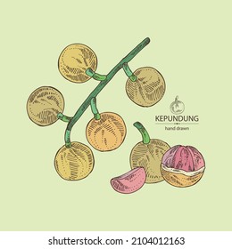 Hintergrund mit Kepundung: kepundung Frucht, Blätter und kepundung Scheibe. Asiatische Stachelbeere. handgezeichnete Vektorgrafik