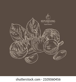 Background with kepundung: kepundung fruit, leaves and kepundung slice. Asian gooseberry. Hand drawn vector illustration