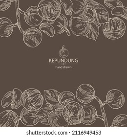 Background with kepundung: kepundung fruit, leaves and kepundung slice. Asian gooseberry. Hand drawn vector illustration