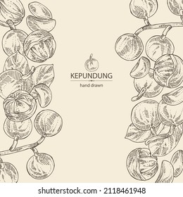 Background with kepundung: kepundung fruit, leaves and kepundung slice. Asian gooseberry. Hand drawn vector illustration