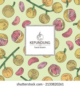 Background with kepundung: kepundung fruit, leaves and kepundung slice. Asian gooseberry. Hand drawn vector illustration
