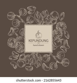 Antecedentes con kepundung: fruta kepundung, hojas y trozo de kepundung. Arándano asiático. Ilustración vectorial dibujada por mano