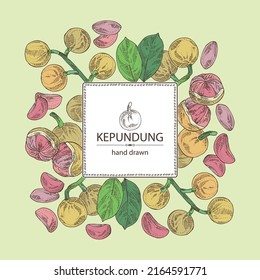 Background With Kepundung: Kepundung Fruit, Leaves And Kepundung Slice. Asian Gooseberry. Hand Drawn Vector Illustration