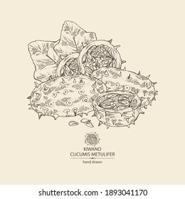 Background with kiwano: fruts, leaves, seeds and kiwano slices. Cucumis metulifer. Vector hand drawn illustration