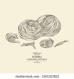 Background with kombu: kombu seaweed, sea kale. Laminaria japonica. Brown algae. Edible seaweed. Vector hand drawn illustration.