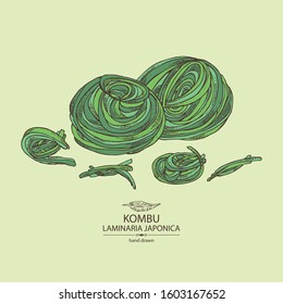 Background with kombu: kombu seaweed, sea kale. Laminaria japonica. Brown algae. Edible seaweed. Vector hand drawn 