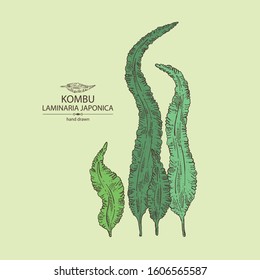 Background with kombu: kombu seaweed, sea kale. Laminaria japonica. Brown algae. Edible seaweed. Vector hand drawn illustration.