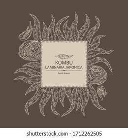 Background with kombu: kombu seaweed, sea kale. Laminaria japonica. Brown algae. Edible seaweed. Vector hand drawn illustration.