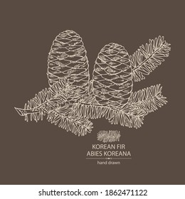 Background with korean fir: branch of korean fir with abies koreana cone. Cosmetics and medical plant. Vector hand drawn illustration.