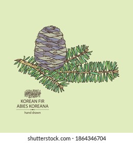 Background with korean fir: branch of korean fir with abies koreana cone. Cosmetics and medical plant. Vector hand drawn illustration.