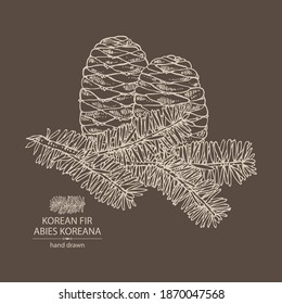 Background with korean fir: branch of korean fir with abies koreana cone. Cosmetics and medical plant. Vector hand drawn illustration.