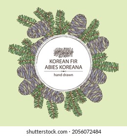 Background with korean fir: branch of korean fir with abies koreana cone. Cosmetics and medical plant. Vector hand drawn illustration.
