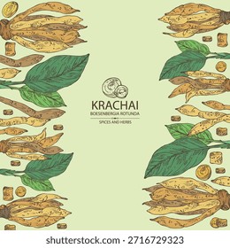 Background with krachai: krachai root and leavers, chinese ginger. Boesenbergia rotunda. Vector hand drawn illustration.