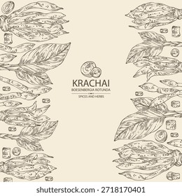 Background with krachai: krachai root and leavers, chinese ginger. Boesenbergia rotunda. Vector hand drawn illustration.