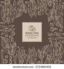 Hintergrund mit Krachai: Krachai Wurzel und Ableger, Chinesischer Ingwer. Boesenbergia rotunda. Handgezeichnete Vektorgrafik.