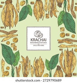 Background with krachai: krachai root and leavers, chinese ginger. Boesenbergia rotunda. Vector hand drawn illustration.