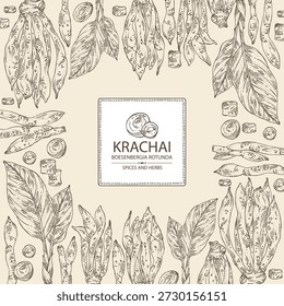 Background with krachai: krachai root and leavers, chinese ginger. Boesenbergia rotunda. Vector hand drawn illustration.
