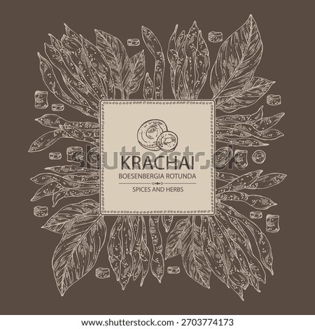 Background with krachai: krachai root and leavers, chinese ginger. Boesenbergia rotunda. Vector hand drawn illustration.