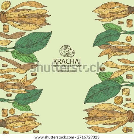 Background with krachai: krachai root and leavers, chinese ginger. Boesenbergia rotunda. Vector hand drawn illustration.