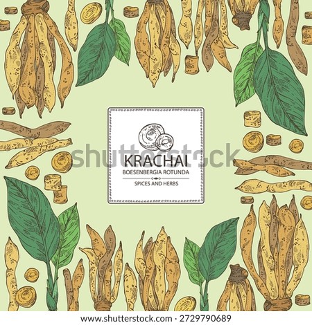 Background with krachai: krachai root and leavers, chinese ginger. Boesenbergia rotunda. Vector hand drawn illustration.