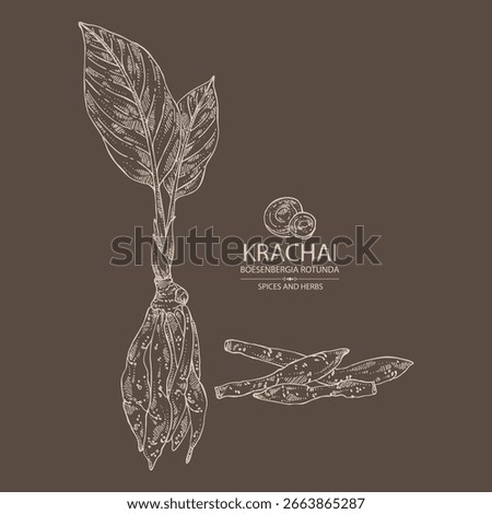 Background with krachai: krachai rootand leavers, chinese ginger. Boesenbergia rotunda. Vector hand drawn illustration.